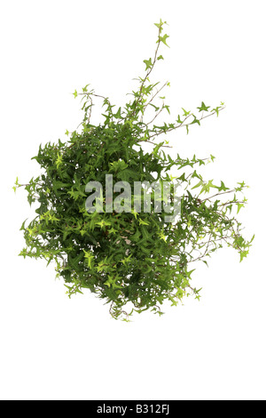 Hedera Helix, Englisch Efeu, gemeinsame Efeu Stockfoto