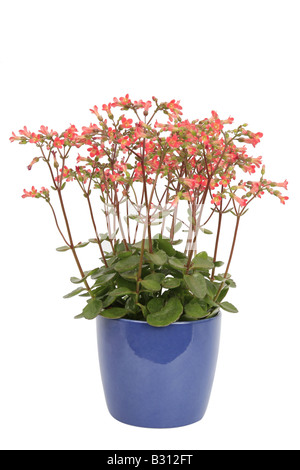 Kalanchoe Manginii, Bryophyllum Manginii Manginii Kalanchoe Stockfoto