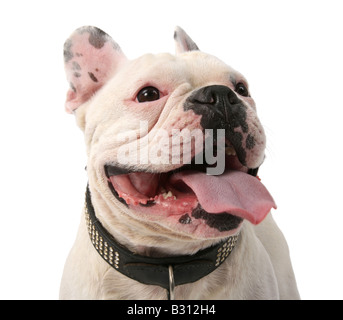 Bouledogue Français, Canis Lupus F. Familiaris, französische Bulldogge Stockfoto