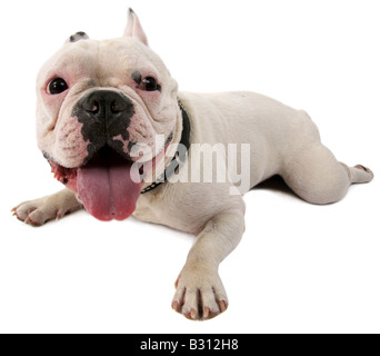 Bouledogue Français, Canis Lupus F. Familiaris, französische Bulldogge Stockfoto