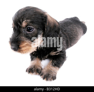 Canis Lupus F. Familiaris, Dackel, Haushund Stockfoto