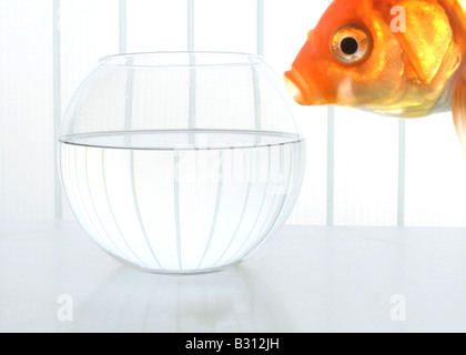 Carassius Auratus, Goldfische, Karpfen Stockfoto