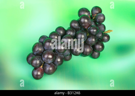 Vitis Vinifera, Weinrebe, Weinstock Stockfoto