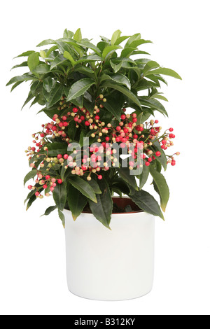 Ardisia Crenata, Korallen Ardisia, Henne Augen, coralberry Stockfoto