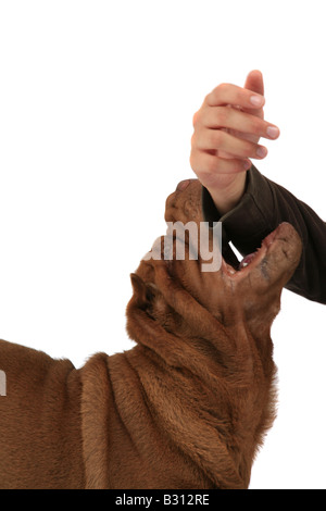 Shar-Pei, Sharpei, Canis Lupus F. Familiaris, Shar-Pei, chinesische Shar-Pei Stockfoto