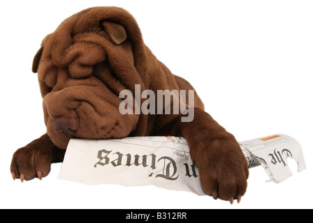 Shar-Pei, Sharpei, Canis Lupus F. Familiaris, Shar-Pei, chinesische Shar-Pei Stockfoto