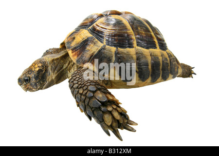 Testudo Hermanni, Hermann Schildkröte, Griechische Schildkröte Stockfoto