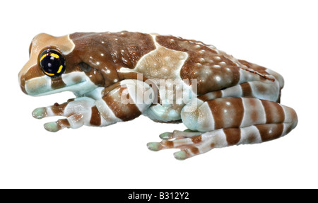 Phrynohyas Resinifictrix, Amazonas Baldachin Frosch Stockfoto
