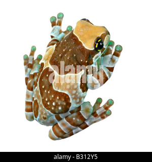 Phrynohyas Resinifictrix, Amazonas Baldachin Frosch Stockfoto