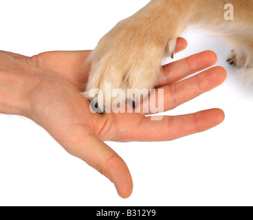 Golden Retriever Stockfoto