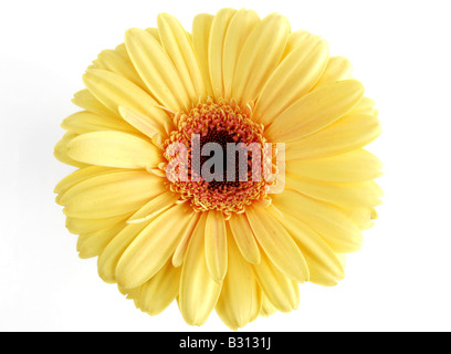 Gerbera Jamesonii, Barebeton Daisy, Transvaal Daisy Stockfoto