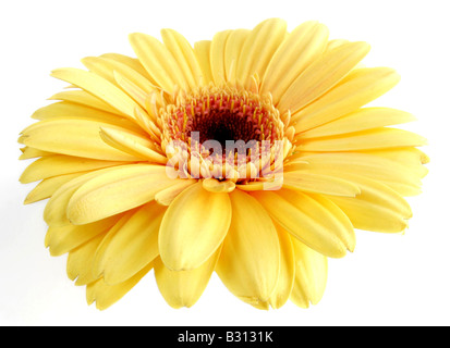 Gerbera Jamesonii, Barebeton Daisy, Transvaal Daisy Stockfoto