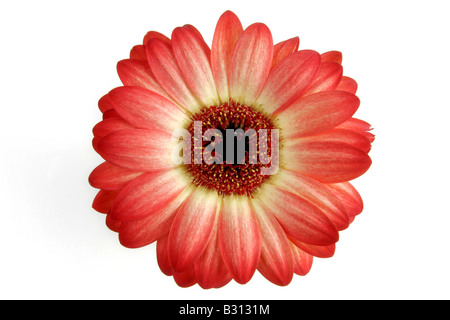 Gerbera Jamesonii, Barebeton Daisy, Transvaal Daisy Stockfoto