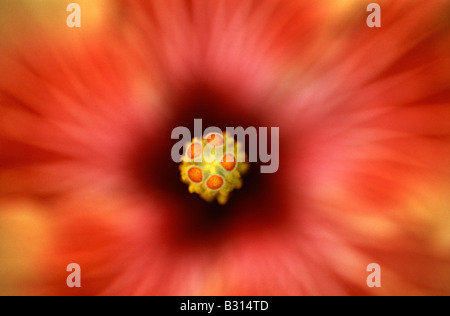 Hibiskus 'Sanseev' Blume Abstrakt Stockfoto