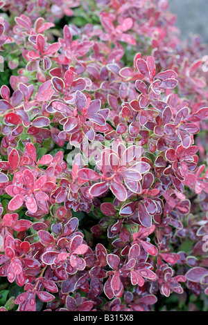 BERBERIS THUNBERGII ATROPURPUREA BEWUNDERUNG Stockfoto