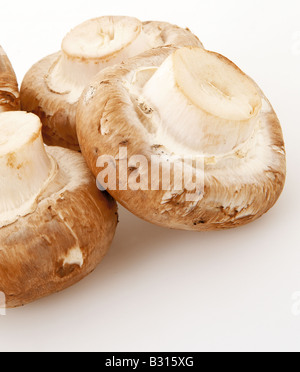 Frische Champignons auf einem weißen Hintergrund angeordnet Stockfoto