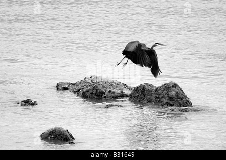 Great Blue Heron Einnahme Flug Stockfoto