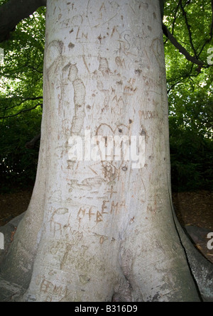 Initialen auf einem Baum im Wald geschnitzt Stockfoto