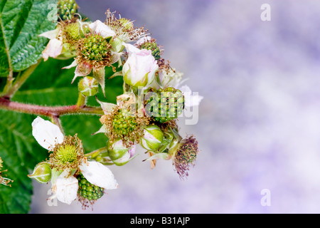 BlackBerry Blumen und grüne Brombeeren Nahaufnahme Foto Stockfoto