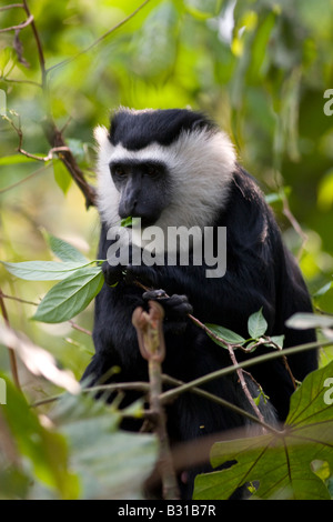 Westlichen schwarzen und weißen Colobus Boabeng Fiema Monkey Sanctuary Stockfoto