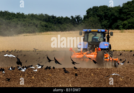 Krähen Krähen und Möwen folgen ein Traktors, wie es Felder pflügen nach der Ernte in der Nähe von Kedington in Suffolk Stockfoto