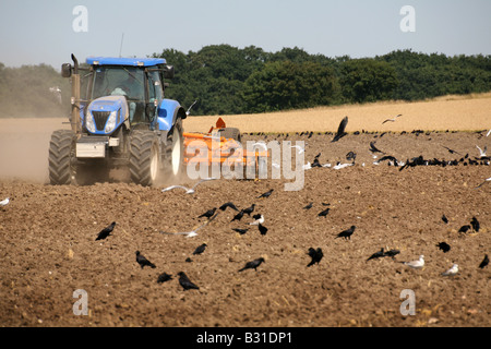 Krähen Krähen und Möwen folgen ein Traktors, wie es Felder pflügen nach der Ernte in der Nähe von Kedington in Suffolk Stockfoto