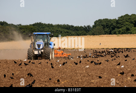 Krähen Krähen und Möwen folgen ein Traktors, wie es Felder pflügen nach der Ernte in der Nähe von Kedington in Suffolk Stockfoto