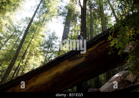 Ein Mann zu Fuß über einen umgestürzten Baum im Armstrong Redwood-Wald in Nordkalifornien. Stockfoto