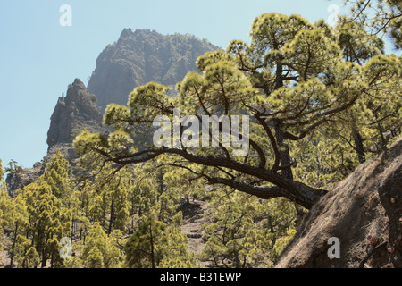 Eine Kanarische Kiefer wächst von der Seite des Kraters der Caldera de Taburiente Stockfoto