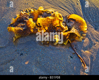 Die Kurven ein Büschel von Algen am Strand von Ross Sands an der Northumbrian Küste, Northumberland, England Stockfoto