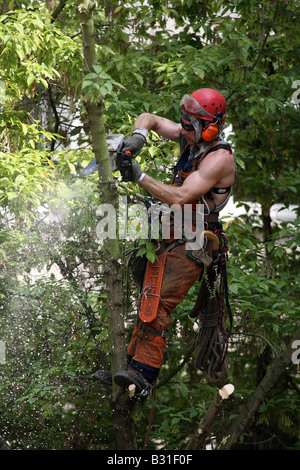 Holzfäller auf einem Baum Stockfoto