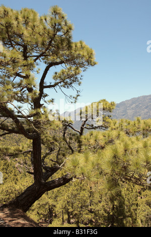 Eine Kanarische Kiefer wächst von der Seite des Kraters der Caldera de Taburiente-La Palma-Kanarische Inseln-Spanien Stockfoto