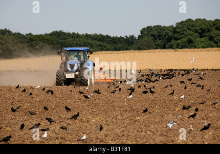 Krähen Krähen und Möwen folgen ein Traktors, wie es Felder pflügen nach der Ernte in der Nähe von Kedington in Suffolk Stockfoto