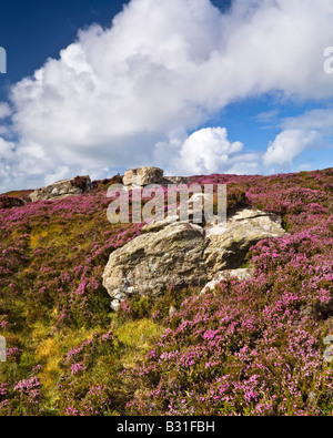 Heather bekleideten Pisten in der Nähe von Loch Druidibeag, ein Naturschutzgebiet auf South Uist in den äußeren Hebriden, Schottland Stockfoto