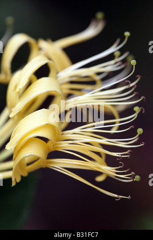 Geißblatt in Blüte Lonicera Smilis Var delavayi Stockfoto