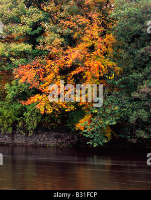 Herbst gefärbte Blätter und ihre Reflexion in den Fluss Wear in der Nähe von Stanhope, Wear Valley, County Durham, England Stockfoto