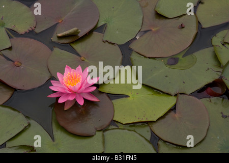 Lilie im Teich an der Burnby Hall Gardens, Pocklington, Yorkshire Wolds, UK Stockfoto