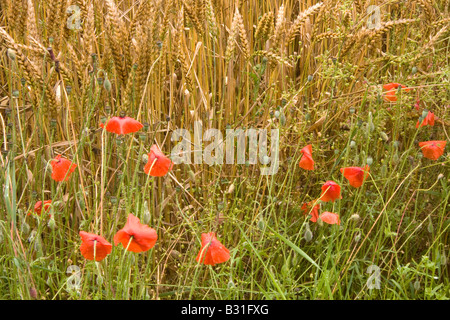 Mohnblumen am Rande ein Weizenfeld in der Yorkshire Wolds, UK Stockfoto