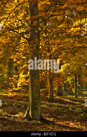 Herbstliche Buche Bäume in Blindwells Plantage in der Nähe von Crailing in den Scottish Borders, Schottland Stockfoto