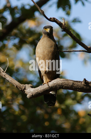 Crested Schlange Adler auf einem Ast am Tadoba Wald. Stockfoto