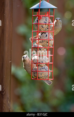 Zwei Haussperlinge (Passer Domesticus) auf Fette Kugel Garten feeder Stockfoto