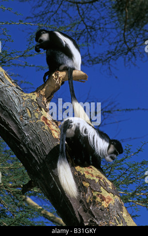 Affe, Colobus, & schwarz Affe, Affen im Baum, Kenia, Afrika, Stockfoto