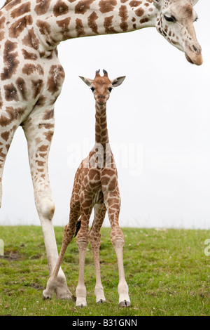 Ein Baby Giraffe mit seiner Mutter an der West Midland Safaripark Bewdley Worcestershire England UK Stockfoto