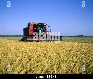 REIS ERNTE MIT FALL INTERNATIONALE 1680 S MISSISSIPPI Stockfoto