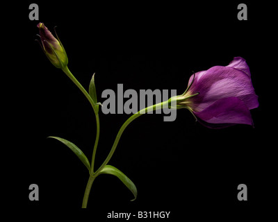 Zwei lila Lisianthus auf schwarzem Hintergrund Stockfoto