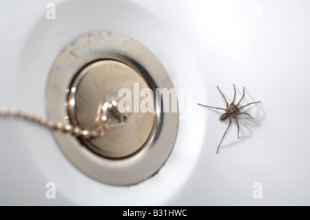 Spinne in der Badewanne, "Haus Spinne" von Stecker in Bad Stockfoto