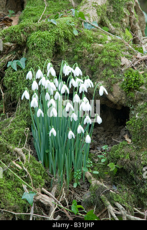 Ein paar Schneeglöckchen, Galanthus nivalis, wild im Wald, Sussex UK Februar Stockfoto