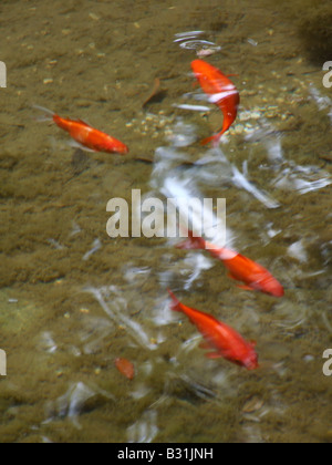 viele Goldfische Schwimmen im Teich im Land Stockfoto