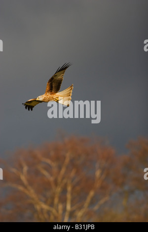 Milvus Milvus roten Drachen im Flug gegen dunklen Himmel Stockfoto