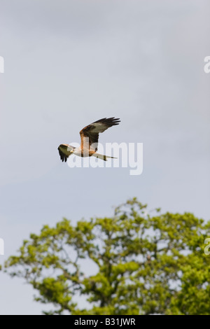 Milvus Milvus roten Drachen im Flug auf der Gigrin Farm in mid Wales Stockfoto